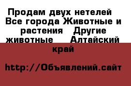 Продам двух нетелей - Все города Животные и растения » Другие животные   . Алтайский край